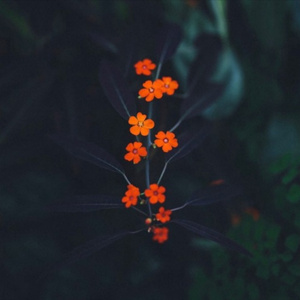 ❌❌❌❌日本人A片抢劫
